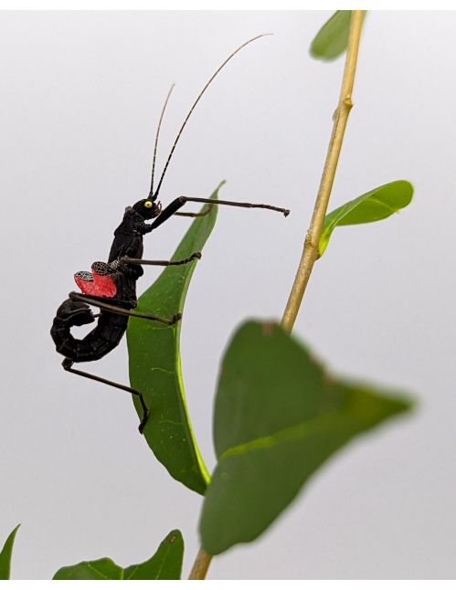 Peruphasma schultei - Phasme péruvien