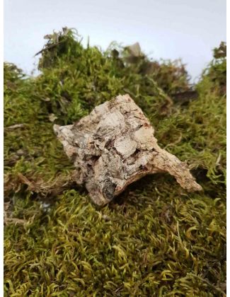 Écorce de chêne liège 2