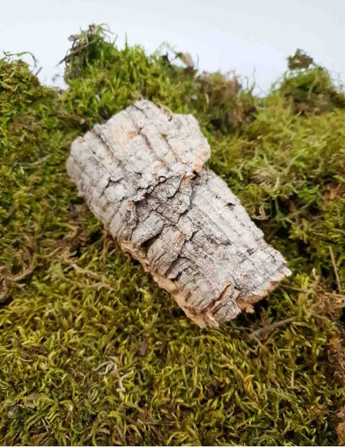 Écorce de chêne liège