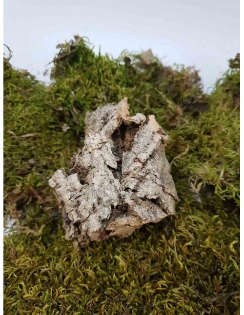 Écorce de chêne liège