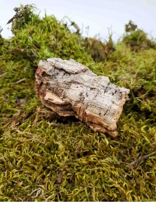 Écorce de chêne liège