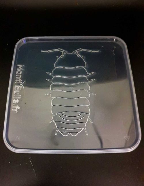 Kit de démarrage Isopodes