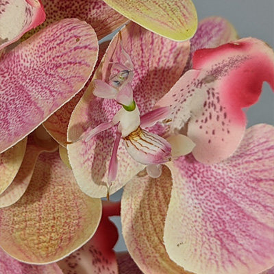 Mante orchidée Sub-adulte