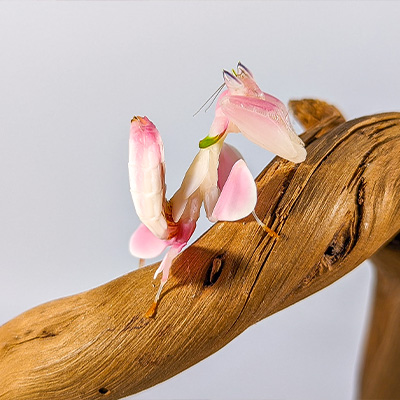 Mante orchidée Sub-adulte