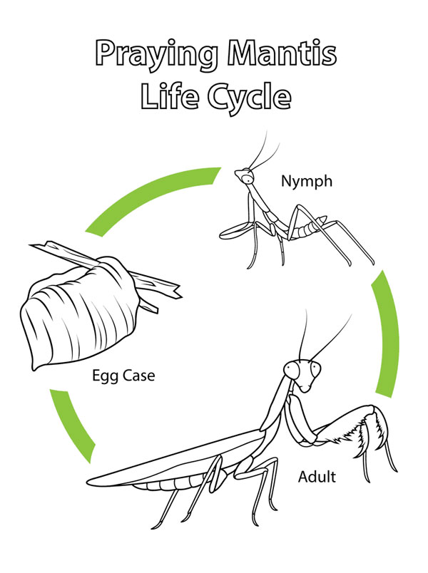 Le cycle de la vie de la mante 