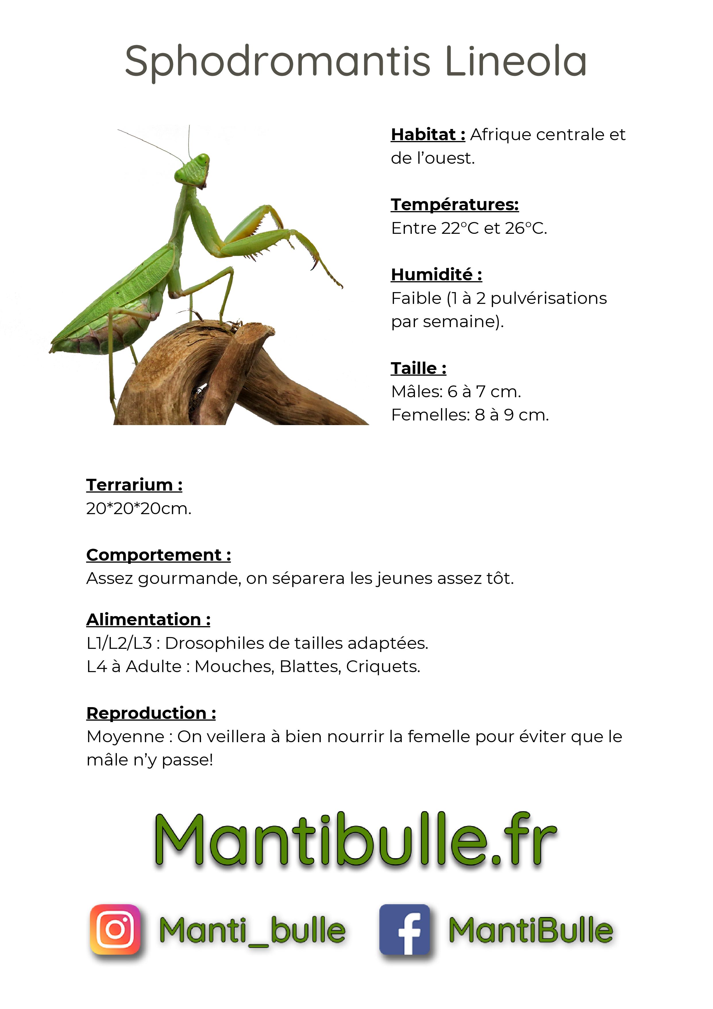 Fiche du0027élevage Avancée - Sphodromantis Lineola - Mantiu0027Bulle