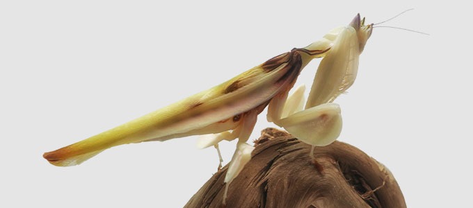 Fiche d'élevage - Mante orchidée - Hymenopus coronatus