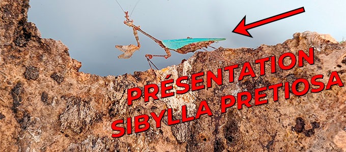 Nouvelle vidéo YouTube ! - Présentation Sibylla pretiosa