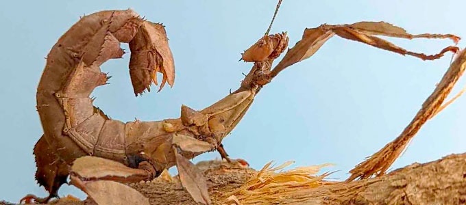 Fiche d'élevage - Extatosoma tiaratum - Phasme scorpion